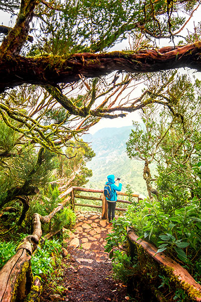 Garajonay National Park, La Gomera