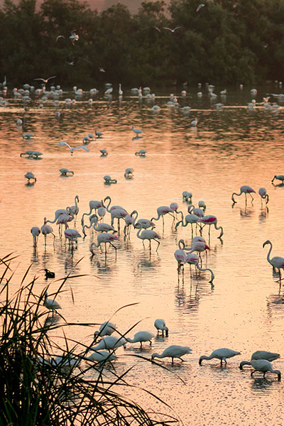 Marshes in the Doñana National Park Marshes in the Doñana National Park