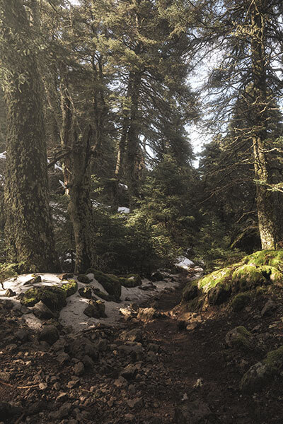 Spanish Fir Forest in the Sierra de las Nieves National Park, Málaga Spanish Fir Forest in the Sierra de las Nieves National Park, Málaga
