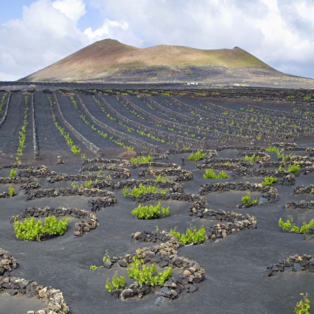 ランサロテ島ラ・ヘリアのクレーター上のブドウ畑 ランサロテ島ラ・ヘリアのクレーター上のブドウ畑